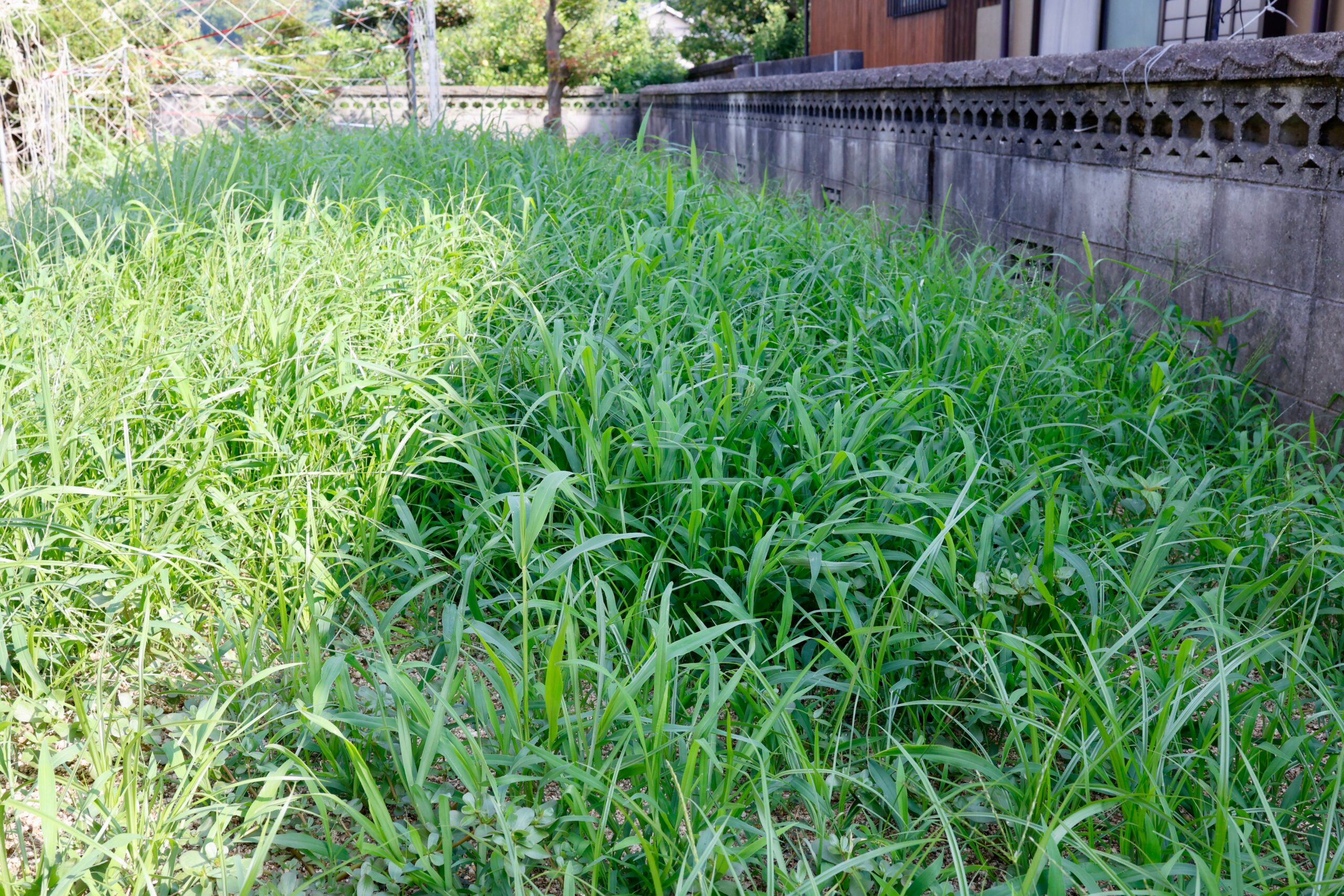 庭に生えた大量の雑草